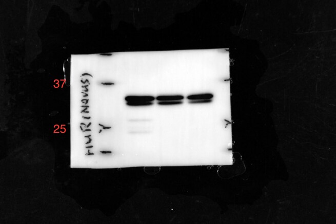 HuR/ELAVL1 Antibody (4G8) - Azide and BSA Free H00001994-M02