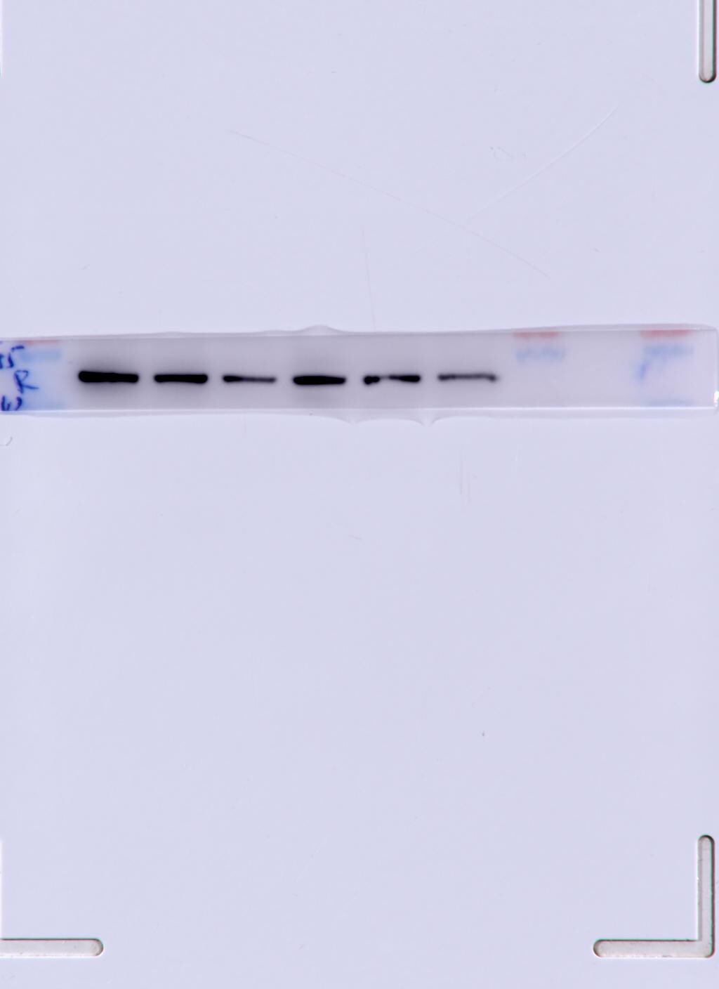Erythropoietin R Antibody (3D10) - Azide and BSA Free H00002057-M01
