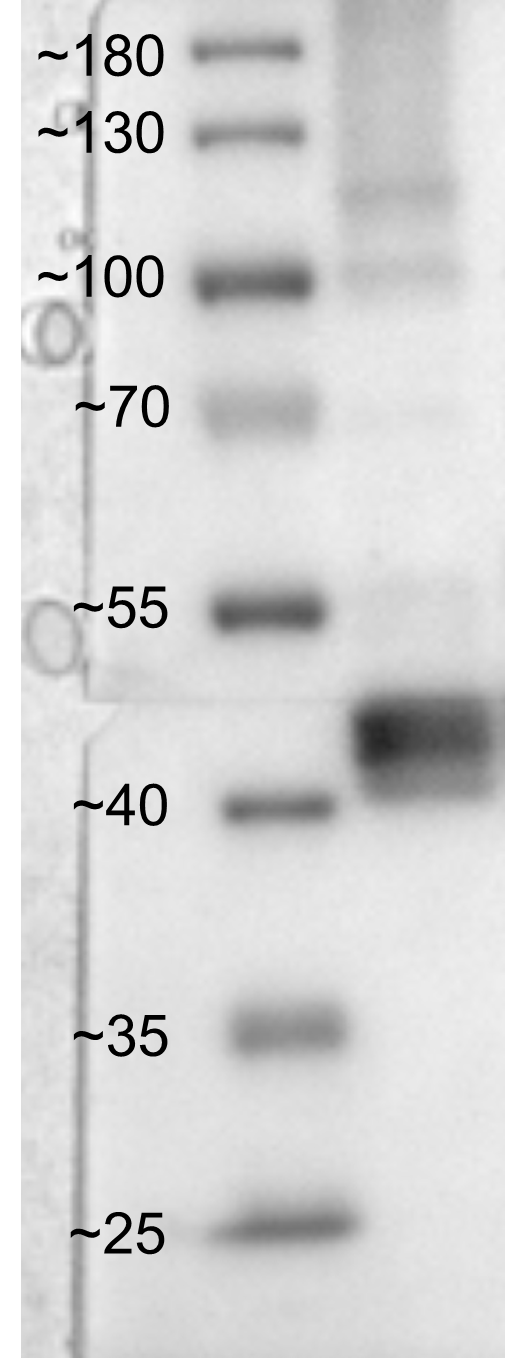 GABPA Antibody (M1) - Azide and BSA Free H00002551-M03