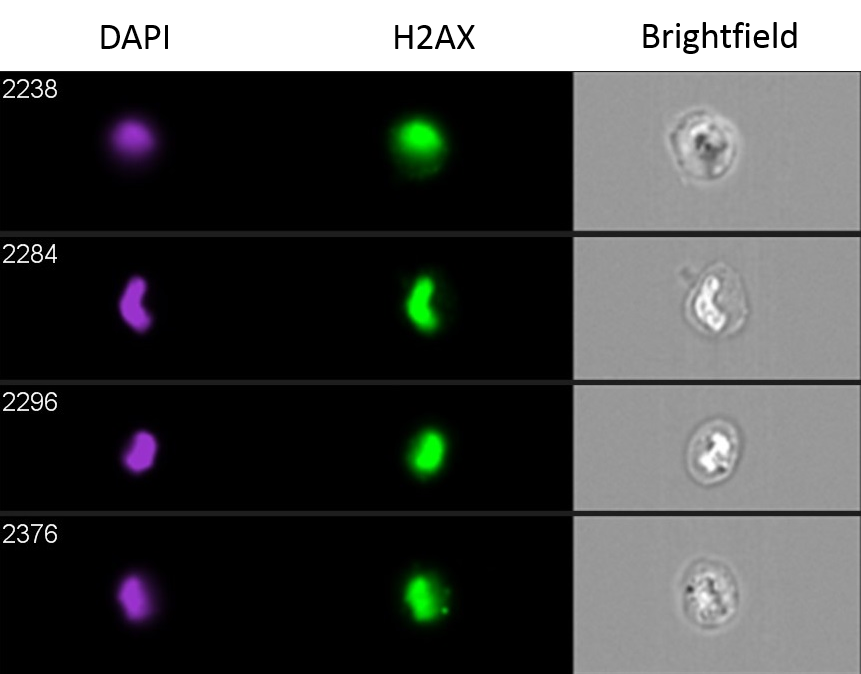 Histone H2AX Antibody (3F4) - Azide and BSA Free H00003014-M05