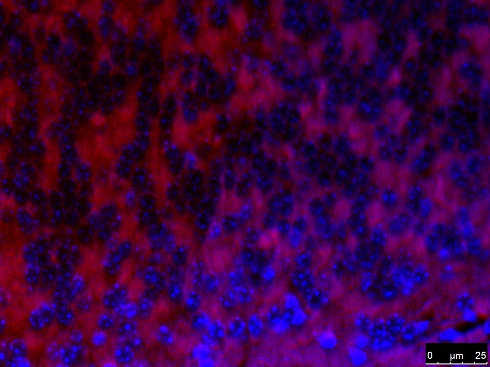 HFE Antibody (1G12) - Azide and BSA Free H00003077-M01