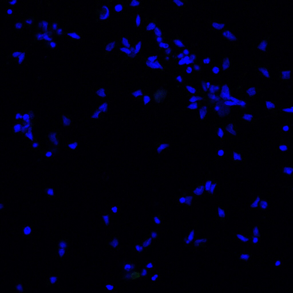 HOXC9 Antibody (2B12) - Azide and BSA Free H00003225-M01