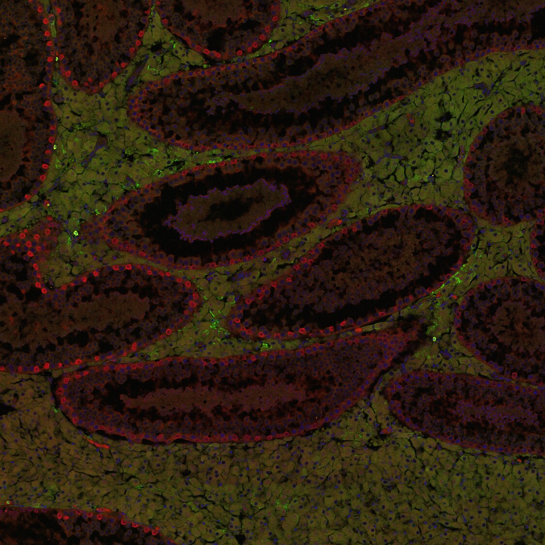 ID4 Antibody - Azide and BSA Free H00003400-B01P