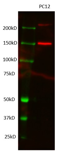 SHIP2/INPPL1 Antibody (3E6) - Azide and BSA Free H00003636-M01