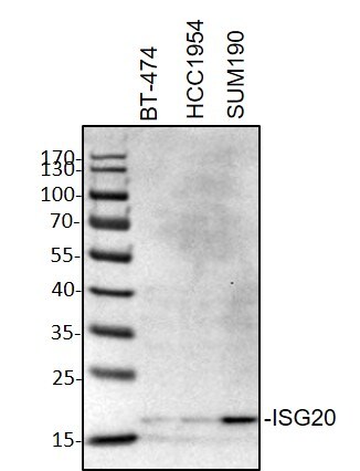 ISG20 Antibody (1B2-3C9) - Azide and BSA Free H00003669-M01