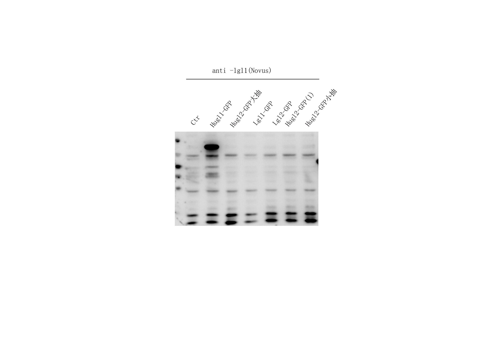 Lgl1 Antibody (5G2) - Azide and BSA Free H00003996-M01