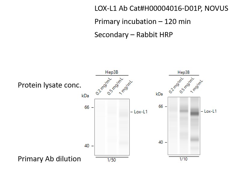 LOXL1 Antibody - Azide and BSA Free H00004016-D01P