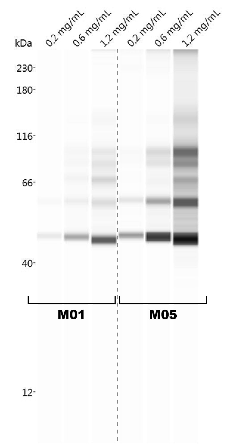 NBR1 Antibody (6B11) - Azide and BSA Free H00004077-M01