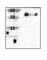 Max Antibody (4E10-1A9) - Azide and BSA Free H00004149-M01