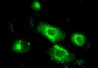 MEF2A Antibody (1C8) - Azide and BSA Free H00004205-M15