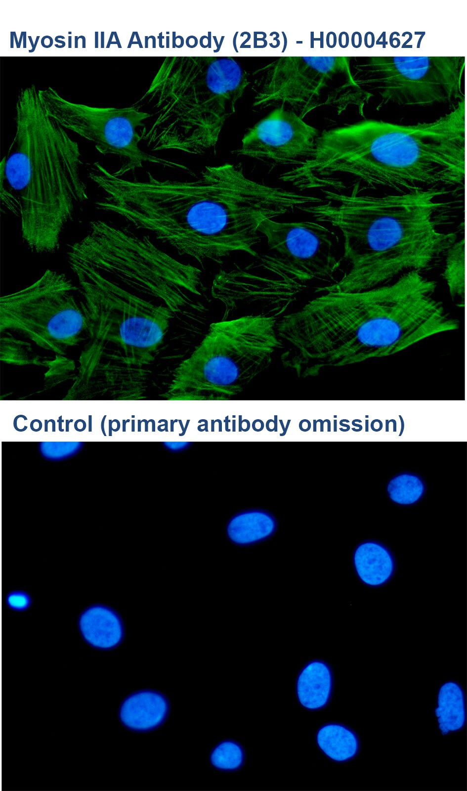 non-muscle Myosin IIA Antibody (2B3) - Azide and BSA Free H00004627-M03
