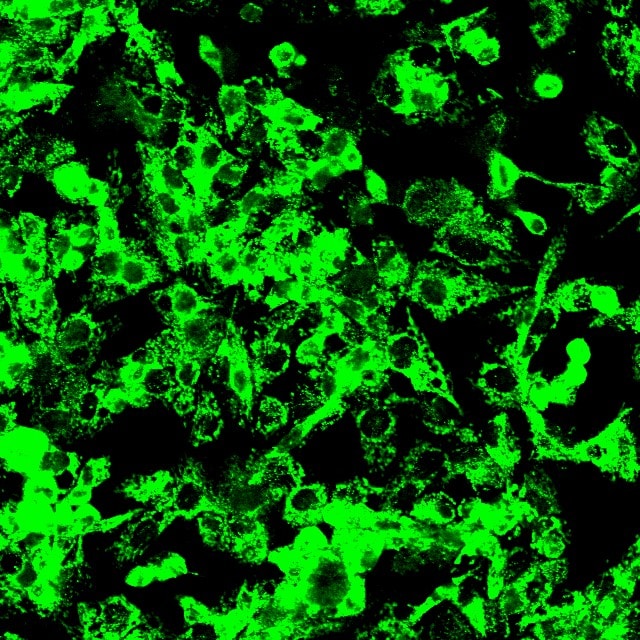 Occludin Antibody (5A7) - Azide and BSA Free H00004950-M02