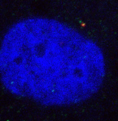 ODF2 Antibody (1A1) - Azide and BSA Free H00004957-M01