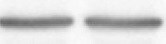 Prodynorphin/PDYN Antibody (2E12) - Azide and BSA Free H00005173-M01