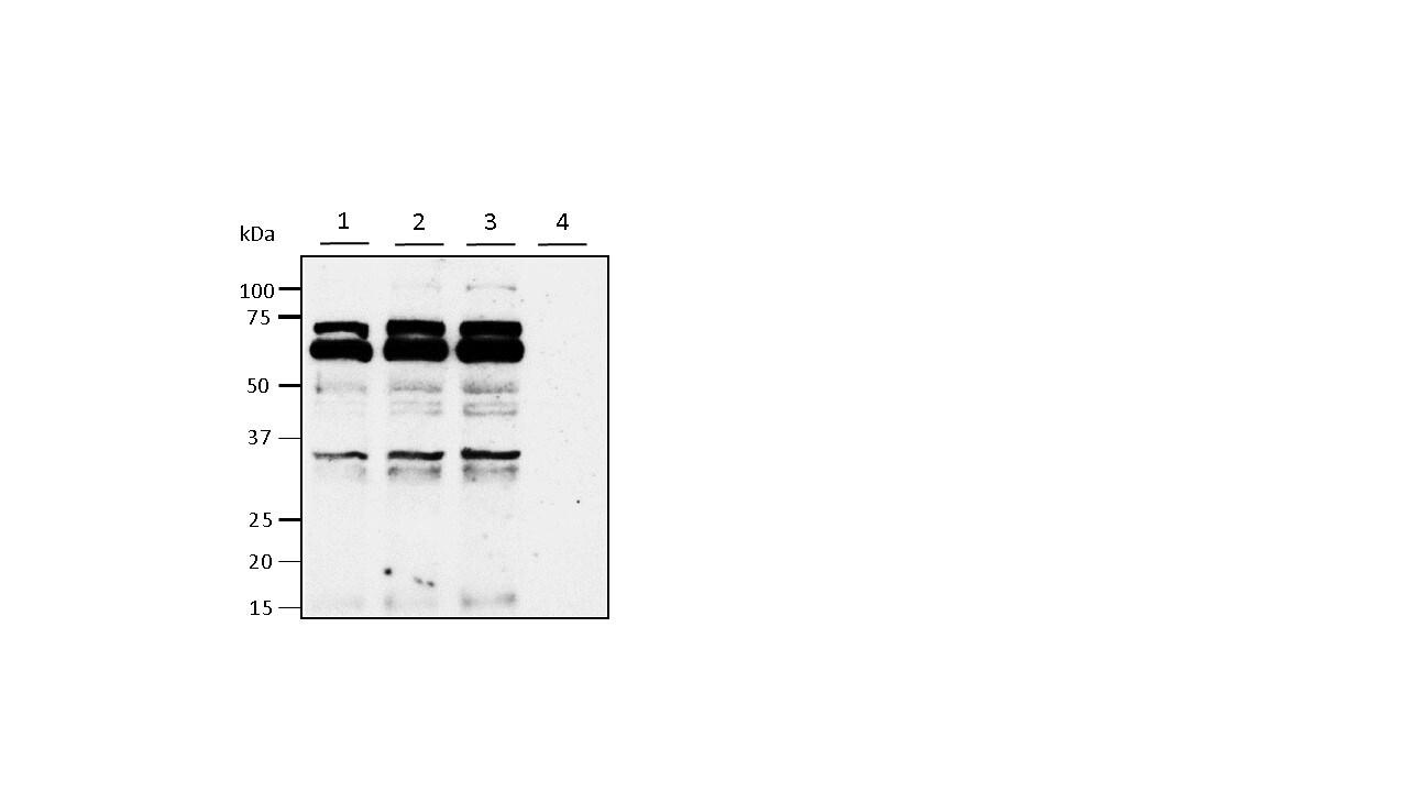 PYCR1 Antibody - Azide and BSA Free H00005831-B01P