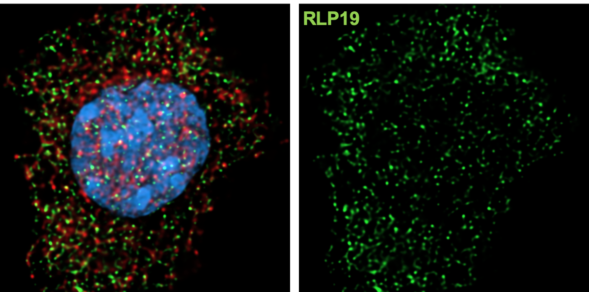 RPL19 Antibody (3H4) - Azide and BSA Free H00006143-M01