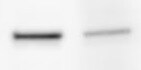 CCL11/Eotaxin Antibody (1C8-2C1) - Azide and BSA Free H00006356-M01
