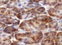 SPINK1 Antibody (4D4) - Azide and BSA Free H00006690-M01