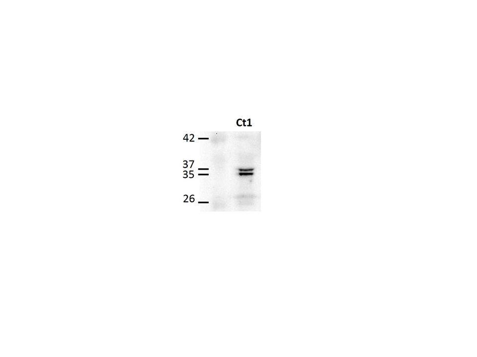Troponin T type 1 (slow skeletal) Antibody - Azide and BSA Free H00007138-B01P