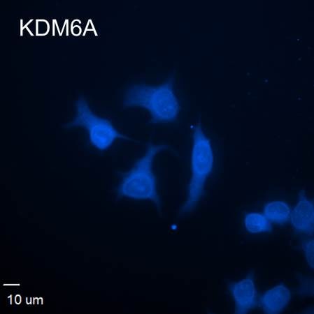 KDM6A Antibody (4E7) - Azide and BSA Free H00007403-M05