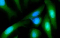 MANF Antibody (1D10) - Azide and BSA Free H00007873-M01