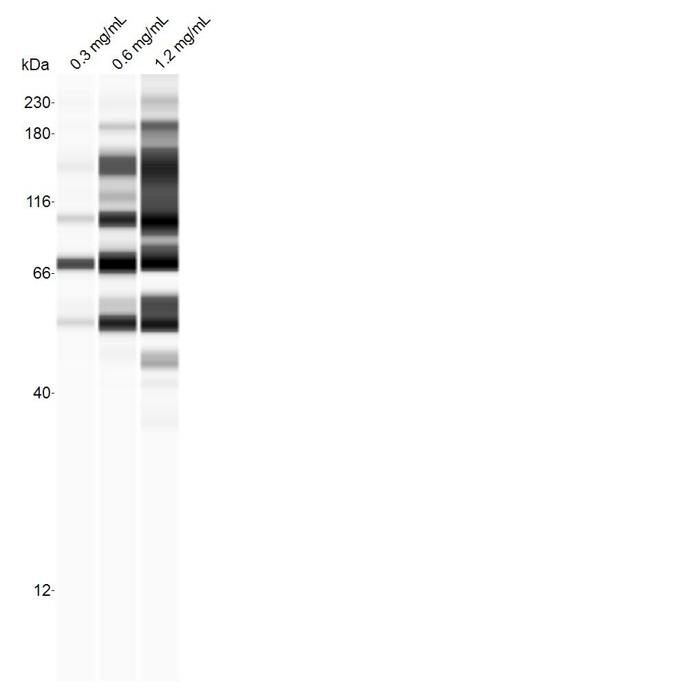 TFEB Antibody (S1) - Azide and BSA Free H00007942-M01