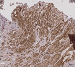 SKAP55 Antibody (3D3) - Azide and BSA Free H00008631-M01