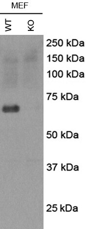 p62/SQSTM1 Antibody (2C11) - Azide and BSA Free H00008878-M01