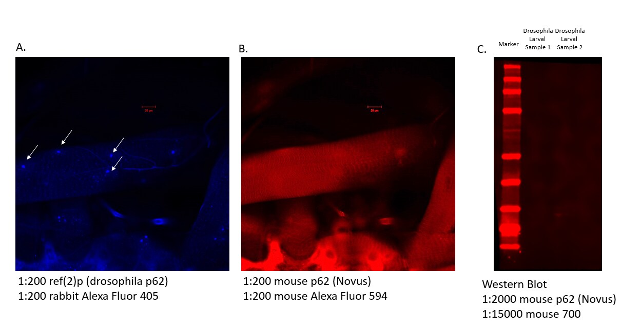 p62/SQSTM1 Antibody (2C11) - Azide and BSA Free H00008878-M01