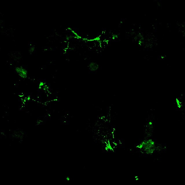 Claudin-1 Antibody (1C5-D9) - Azide and BSA Free H00009076-M01