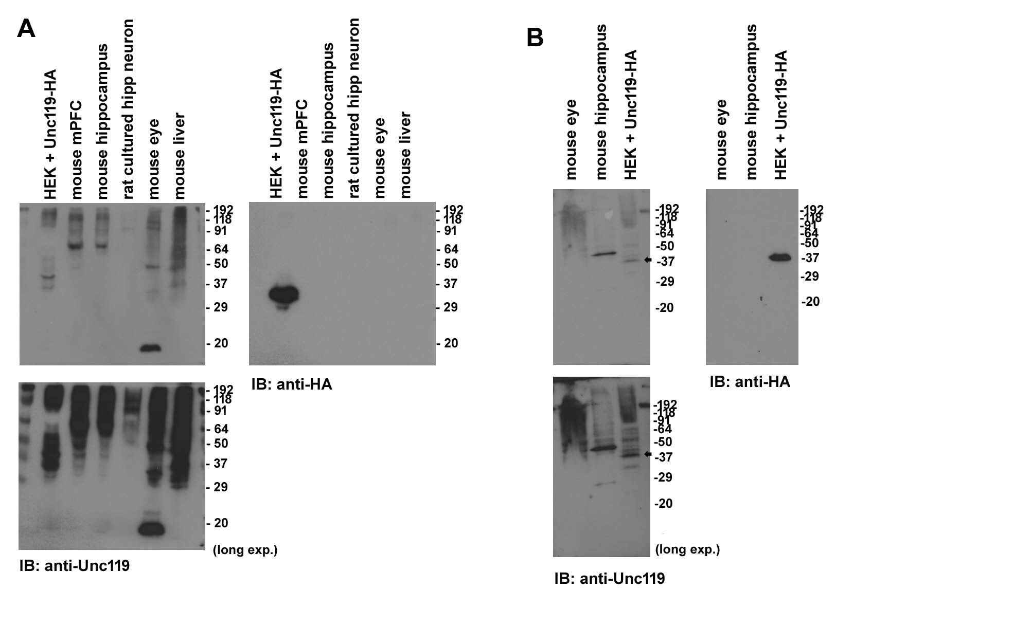 UNC119 Antibody (2F9-2A9) - Azide and BSA Free H00009094-M01