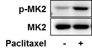 MAPKAPK2 Antibody (2B3) - Azide and BSA Free H00009261-M01