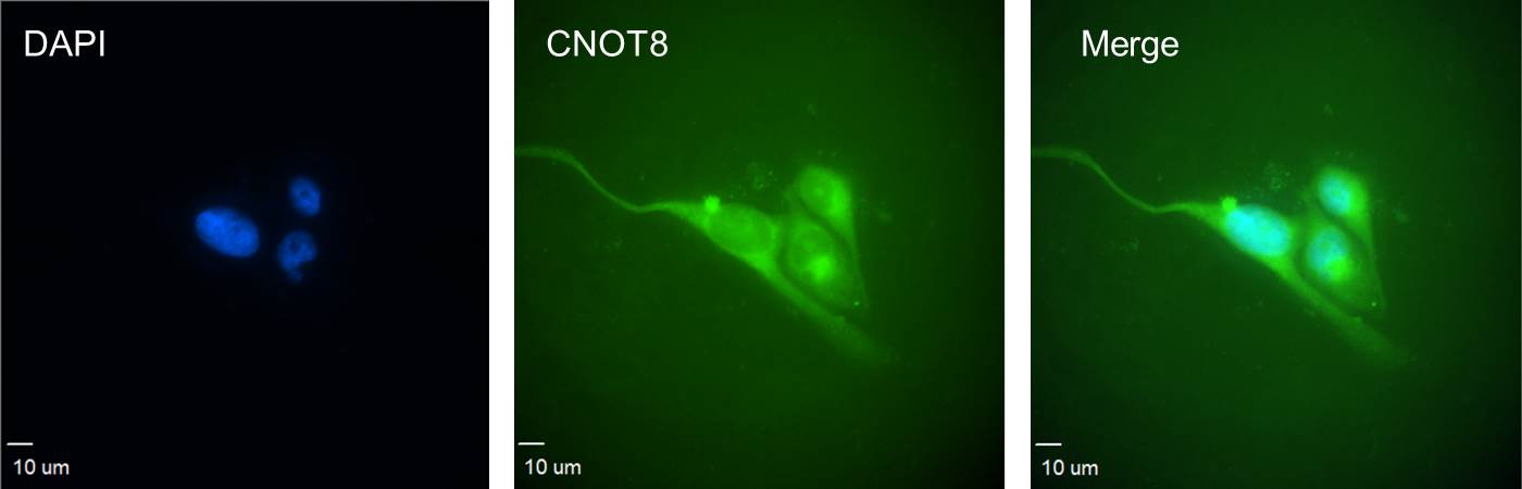 CNOT8 Antibody (1F11) - Azide and BSA Free H00009337-M01