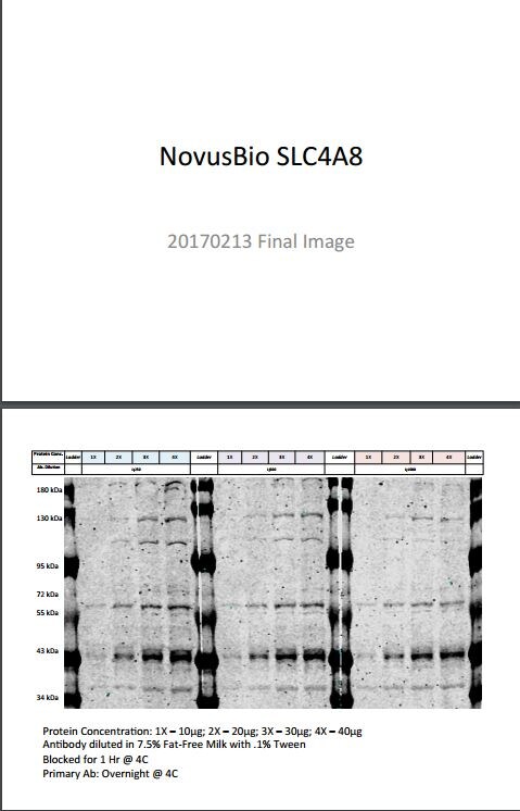 SLC4A8 Antibody (6E11) - Azide and BSA Free H00009498-M04