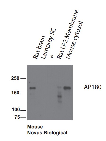 AP180 Antibody - Azide and BSA Free H00009892-B01P