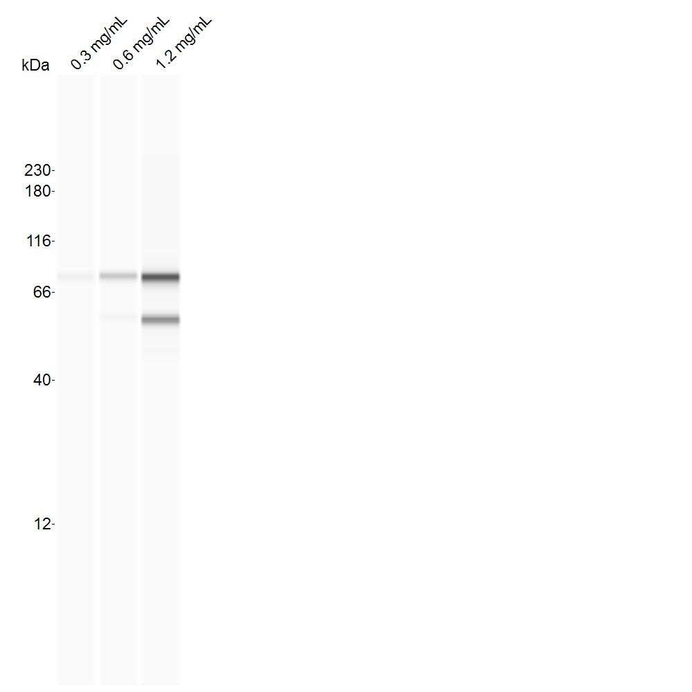 Mitofusin 2 Antibody (4H8) - Azide and BSA Free H00009927-M03