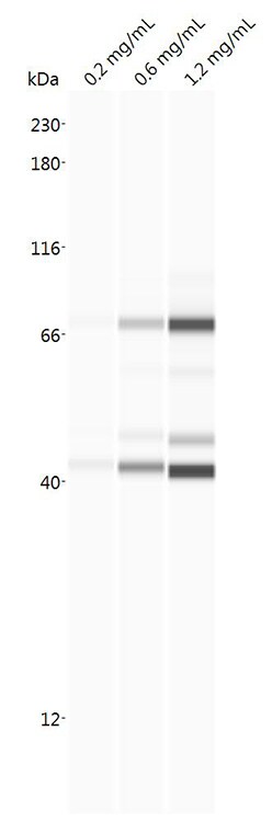 Optineurin Antibody - Azide and BSA Free H00010133-B01P