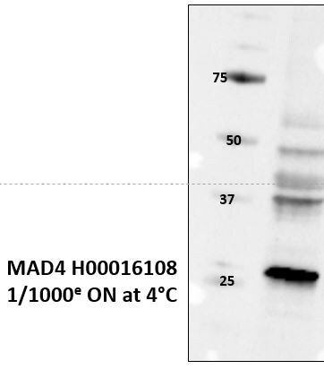 MAD4 Antibody - Azide and BSA Free H00010608-B02P