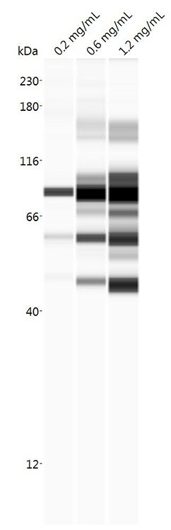 TRIM16 Antibody (5F4) - Azide and BSA Free H00010626-M01