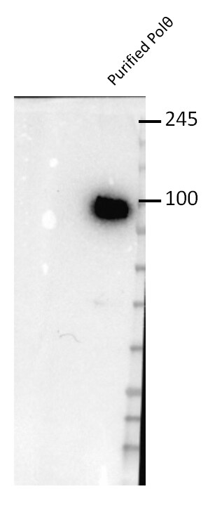 DNA polymerase theta Antibody (1C11) - Azide and BSA Free H00010721-M09
