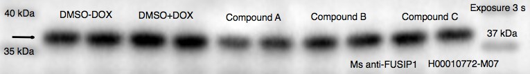 FUSIP1 Antibody (1G11) - Azide and BSA Free H00010772-M07
