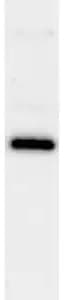 WDR5 Antibody (2C2) - Azide and BSA Free H00011091-M01