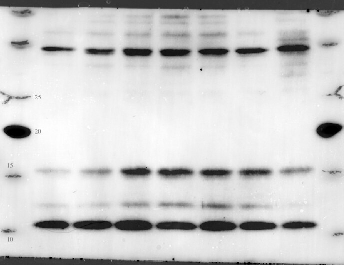 TIMM9 Antibody (1D6) - Azide and BSA Free H00026520-M01