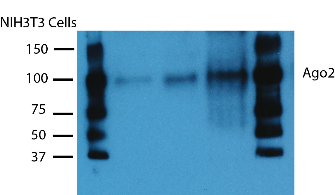 Ago2/eIF2C2 Antibody (2E12-1C9) - Azide and BSA Free H00027161-M01
