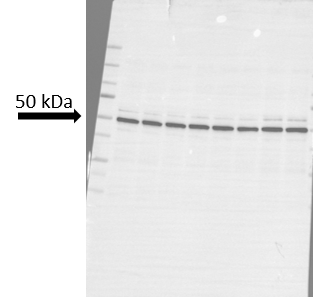 LASS2 Antibody (1A6) H00029956-M01A