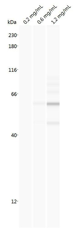 TAX1BP3 Antibody (4A10) - Azide and BSA Free H00030851-M01