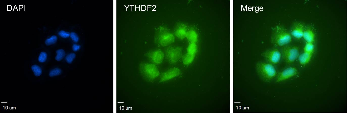 YTHDF2 Antibody - Azide and BSA Free H00051441-B01P