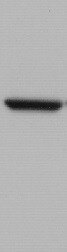 NLK Antibody (1C1) - Azide and BSA Free H00051701-M01