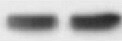 KCNK10 Antibody (1C1) - Azide and BSA Free H00054207-M03