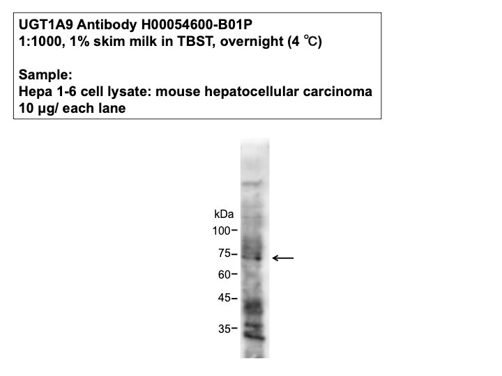 UGT1A9 Antibody - Azide and BSA Free H00054600-B01P